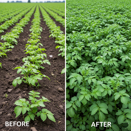 Biowell Rapid Potato