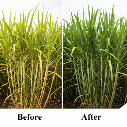 Biowell “Madhuram” (Sugarcane Special)