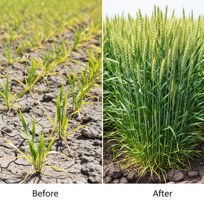 “RAPID” the Growth Promoter