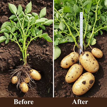 Biowell Rapid Potato